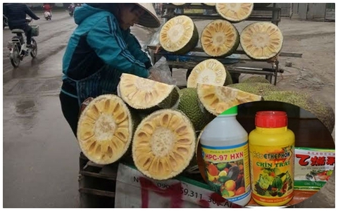 Hóa chất biến mít xanh non thành mít chín vàng thơm lừng sau 24g: Bán tràn lan, mua dễ dàng