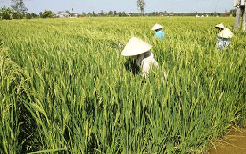 Người Trung Quốc thuê đất miền Tây trồng lúa "lạ"