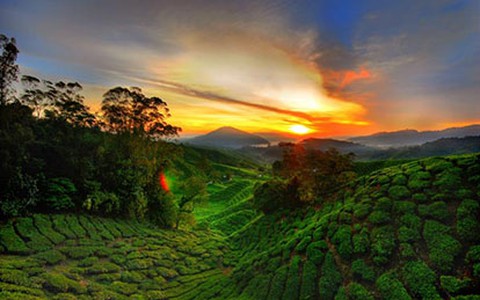 Tận hưởng cao nguyên Malaysia mát mẻ quanh năm