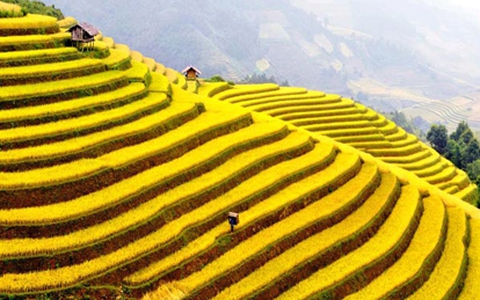 Phượt cung Tây Bắc mùa lúa chín vàng