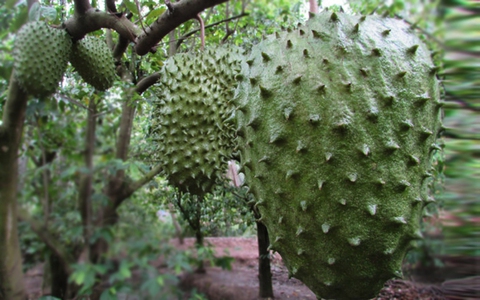 Thăm xứ sở mãng cầu xiêm Tân Phú Đông