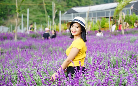 Hoa oải hương nở tím trên cao nguyên Lào Cai
