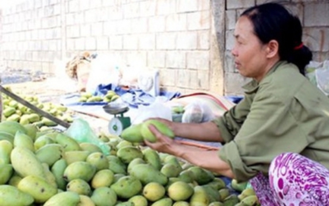 Đồng Nai, giá xoài bán chỉ còn 1.500 đồng/kg