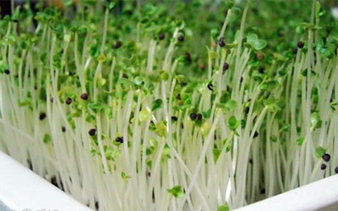 Mỗi loại rau mầm một công dụng