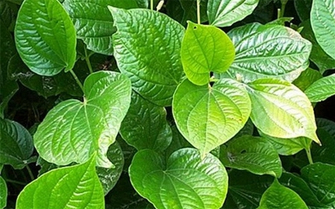 Công dụng chữa bệnh kỳ diệu của lá lốt