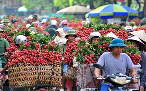 Chùm ảnh: chợ vải thiều Lục Ngạn một màu đỏ rực kéo dài hơn 10km 