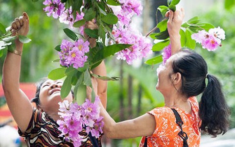 Bằng lăng tím - dấu ấn bâng khuâng của mùa hè Hà Nội