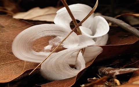 Loài hoa tuyệt đẹp chỉ nở trong đêm và "tàn" ngay khi trời sáng