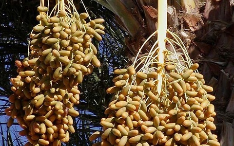 Có thể bạn không biết những rau củ quen thuộc này được gieo trồng như thế nào