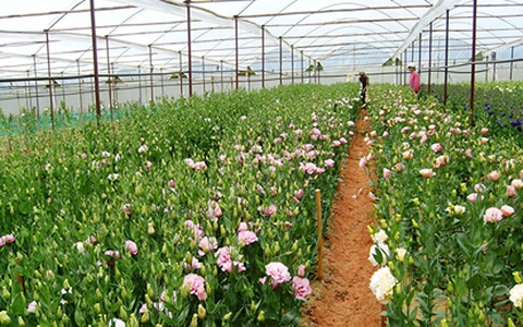 Những làng hoa Đà Lạt rực rỡ