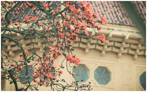 Xao xuyến hoa gạo đỏ rực góc hồ Gươm sau cơn mưa nồng nàn đầu hạ