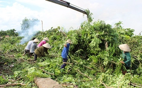 Lạ lùng nghề mót củi giữa Sài Gòn 