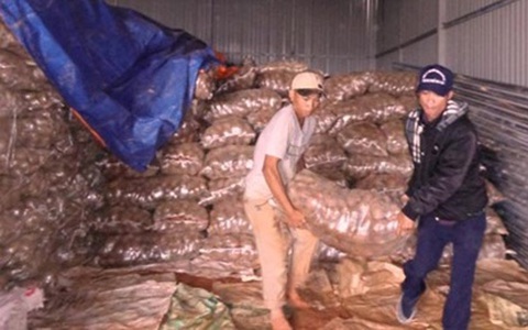 Khoai tây nghi nhiễm độc vẫn ùn ùn về Hà Nội