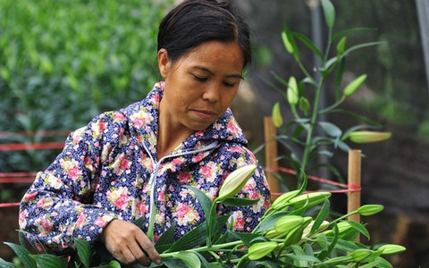 Nông dân Tây Tựu rơi nước mắt vì hoa ly, hoa đồng tiền rớt giá thê thảm