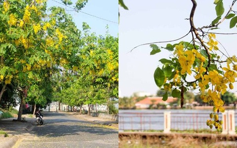 Tháng 4, mùa hoa bò cạp rực rỡ sắc vàng khiến Sài Gòn đẹp như một giấc mơ