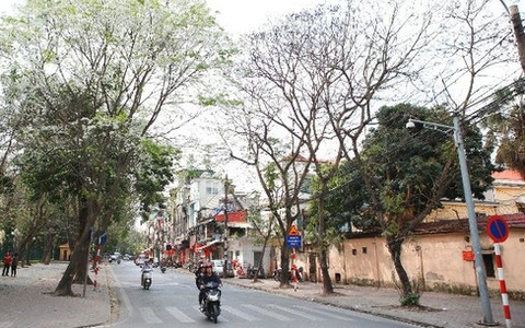 Mê mẩn trước những cung đường hoa sưa trắng đẹp đến nao lòng