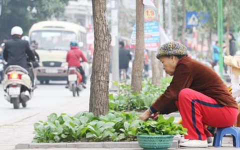 Vườn rau xanh mướt của người dân Hà Nội bên dòng sông Tô Lịch