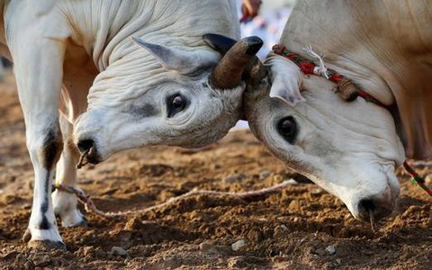 Phát hiện một chú bò đồng tính