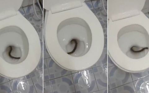 Hãi hùng phát hiện một con rết khổng lồ trong toilet
