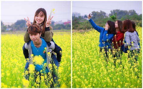 Hết cúc họa mi, dân tình cùng nhau "đổ xô" về cánh đồng hoa cải vàng rực rỡ ven sông