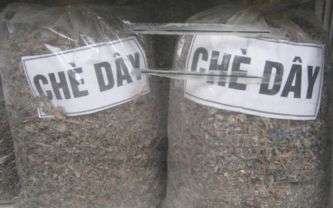 Cẩn trọng với nguy cơ ngộ độc do uống chè dây