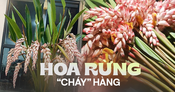 Loài hoa rừng tượng trưng cho sự đủ đầy, cứ dịp sau Tết là hút khách ầm ầm