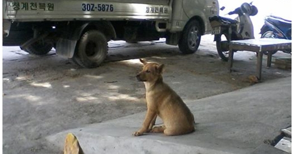 Câu chuyện đáng thương về chú chó nhỏ bị chủ "nuôi để thịt"