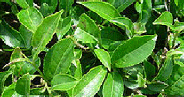 Tác dụng của lá chè xanh