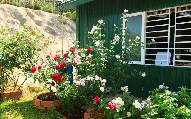 Ngôi nhà nhỏ nằm giữa khu vườn hoa hồng ở Lâm Đồng