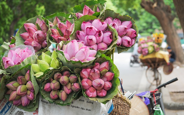 Giá hoa sen đầu mùa ở Hà Nội từ 30-120 ngàn đồng/bó