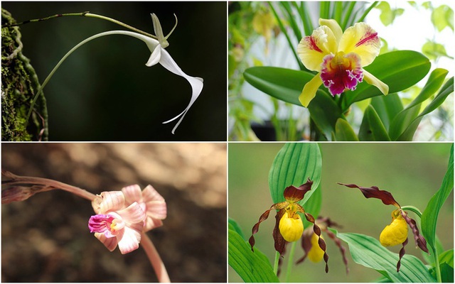loài hoa phong lan đẹp nhất thế giới