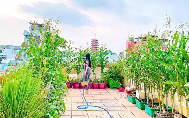 Vườn rau sân thượng Sài Gòn 2024: Với xu hướng ngày càng phát triển của việc chăm sóc sức khỏe và ăn uống lành mạnh hơn, thì vườn rau sân thượng Sài Gòn 2024 sẽ càng trở nên quan trọng hơn bao giờ hết. Sống xanh, sống khỏe là mục tiêu chung của tất cả mọi người và vườn rau sân thượng của thành phố này sẽ mang lại những giá trị không chỉ về sức khỏe mà còn về cảm giác thư thái và thăng hoa khi trồng rau tự túc.