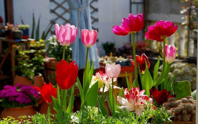 Vườn hoa mùa xuân là thiên đường sinh động, tạo cảm hứng cho những khách du lịch yêu thích nghệ thuật và thiên nhiên. Hãy chiêm ngưỡng hình ảnh tuyệt đẹp của vườn hoa mùa xuân và cảm nhận sự bừng sáng của mùa xuân.