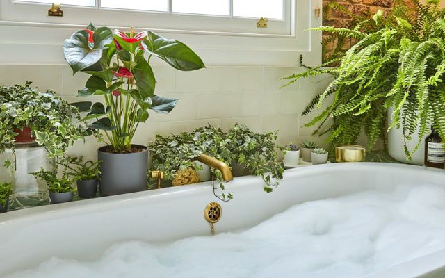Top 50 mẫu cây trang trí nhà tắm đẹp nhất