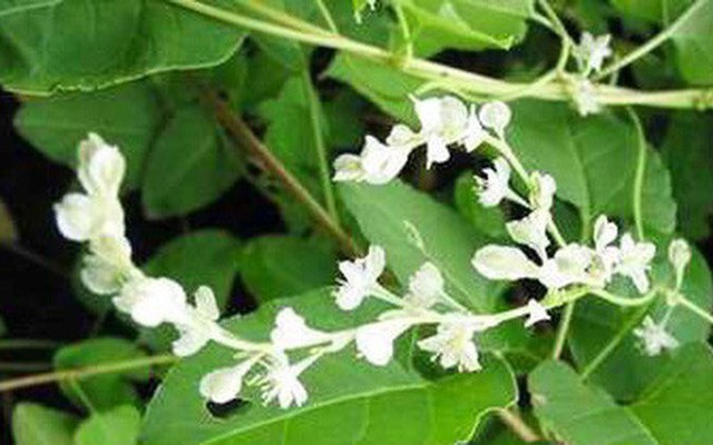 Hà thủ ô trắng có đặc điểm gì?