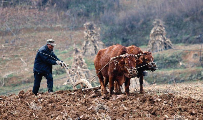 Dự báo dân gian cho năm Ất Tỵ 2025: "7 rồng trị thủy, 4 trâu cày ruộng, 9 người chia bánh" mang ý nghĩa gì?