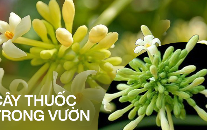 Ngâm mật ong nên dùng hoa đu đủ đực khô hay tươi Ngâm mật ong nên dùng hoa đu đủ đực khô hay tươi