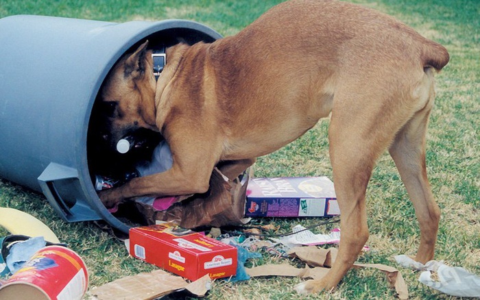 Bới thùng rác gây mùi hôi cho cún