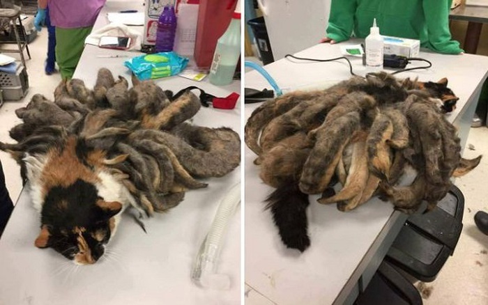 Người đàn ông mang con vật hình dáng kỳ quái đến trung tâm ...