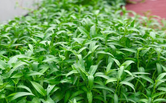 Tận dụng máng nước trên nóc nhà để trồng rau muống, bà nội trợ Hà thành có  ngay vườn rau xanh - sạch ăn quanh năm