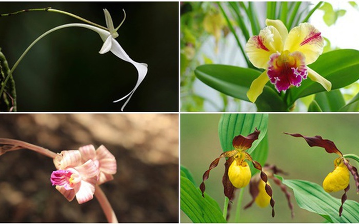 8 loại hoa lan đắt tiền nhất trên thế giới, có cây lên tới hơn 4 ...