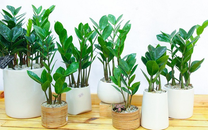 5 loại cây phát tài và ý nghĩa phong thủy 5 Loại Cây Phát Tài Và Ý Nghĩa Phong Thủy