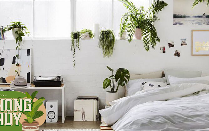 7 loại cây cảnh NÊN đặt trong phòng ngủ vừa tốt cho sức khỏe vừa ...