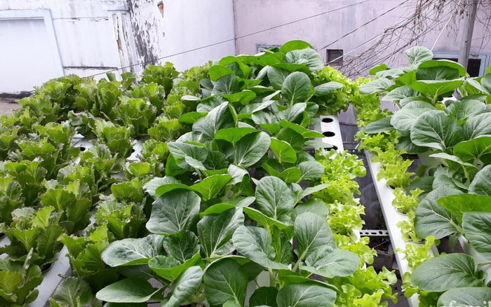 Tổng hợp 101 hình về mô hình trồng rau trên mái nhà  NEC