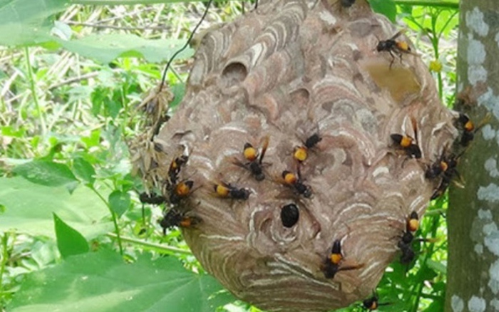 Ong vò vẽ: Ong vò vẽ là loài động vật có ý nghĩa quan trọng trong việc thụ phấn cây trồng và duy trì môi trường sống. Hãy chứng kiến cách tổ ong vò vẽ được xây dựng và sự khéo léo của ong trong việc xây dựng khối tổ rực rỡ sắc màu trong bức ảnh.