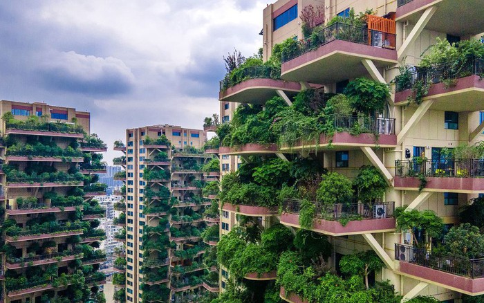 Tham vọng xây "thiên đường sinh thái", dự án bạc tỷ của Trung Quốc gần như  bỏ hoang vì côn trùng