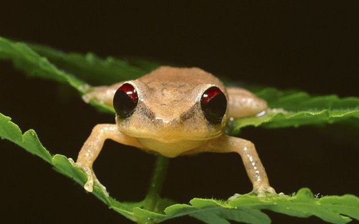 Nhái Coqui