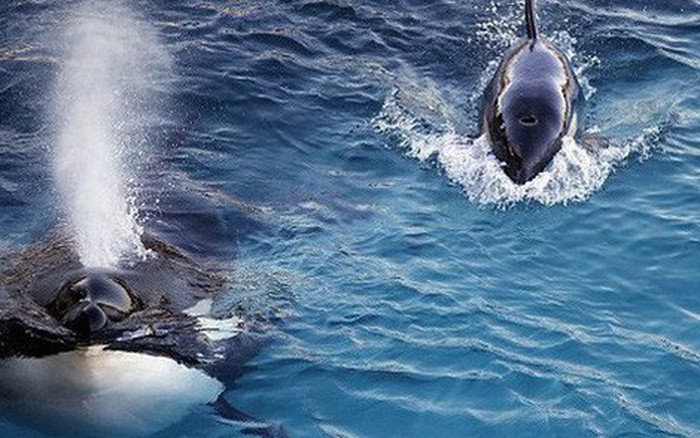 Con cá voi BIẾT NÓI TIẾNG NGƯỜI đầu tiên trong lịch sử ...