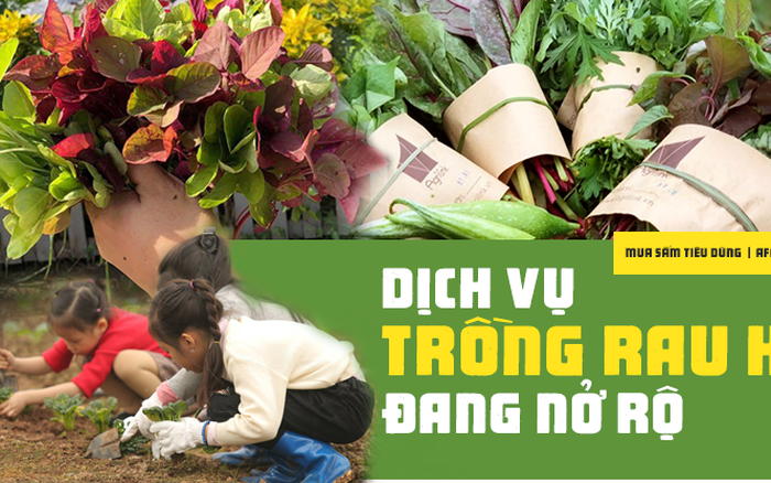 Giải pháp trồng rau an toàn mùa mưa  Báo Bà Rịa Vũng Tàu Online