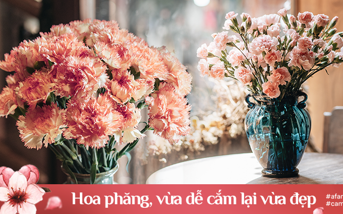 Hoa cẩm chướng là một loại hoa cực kỳ đẹp và độc đáo, với những đường nét mỏng manh và màu sắc tươi tắn. Hãy cùng chiêm ngưỡng hình ảnh của những bông hoa cẩm chướng rực rỡ để bắt đầu một ngày mới đầy năng lượng và động lực.